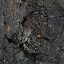 Two-tailed Spider (Molting)