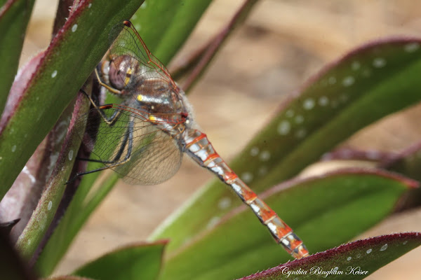 Variegated Meadowhawk Project Noah