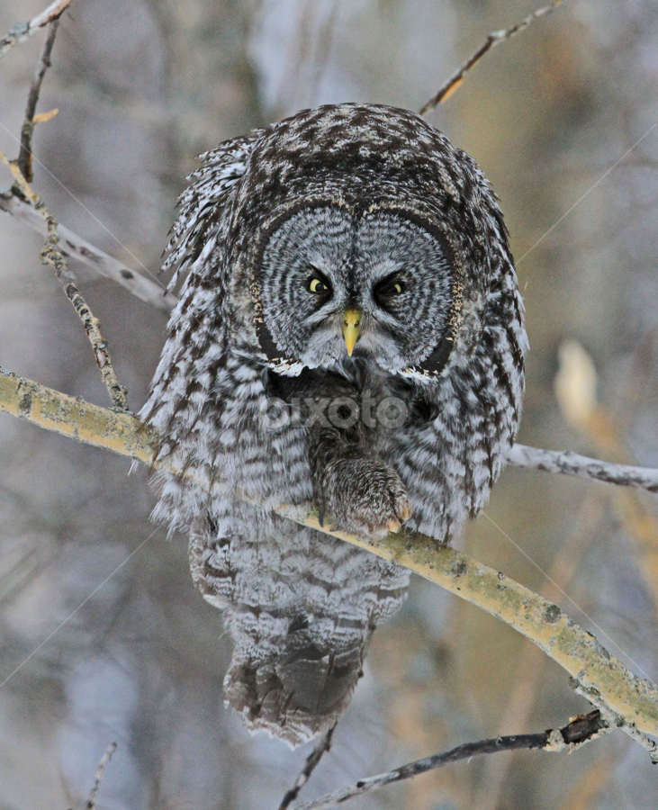 Owl Scowl Birds Animals Pixoto