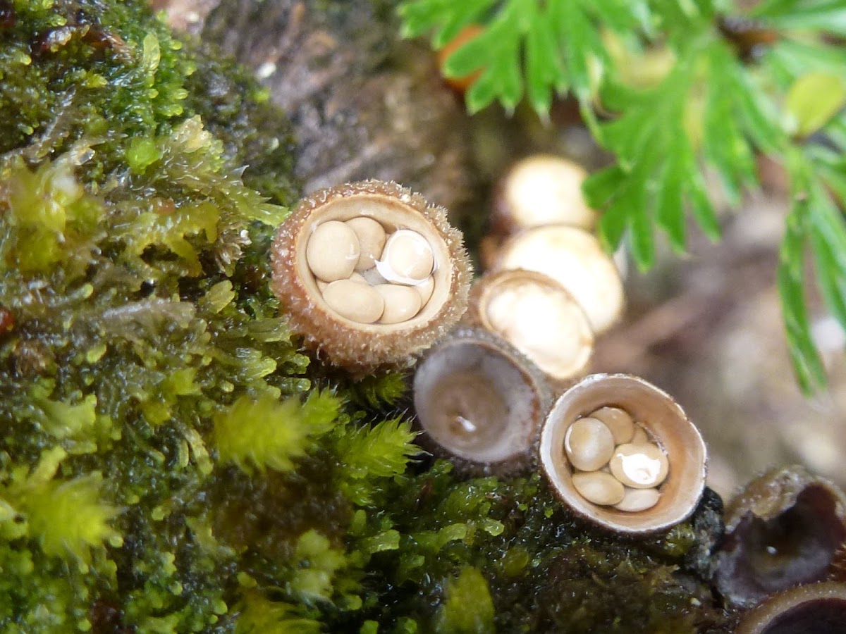 Common Bird's Nest Fungus