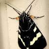 Australian Grapevine Moth