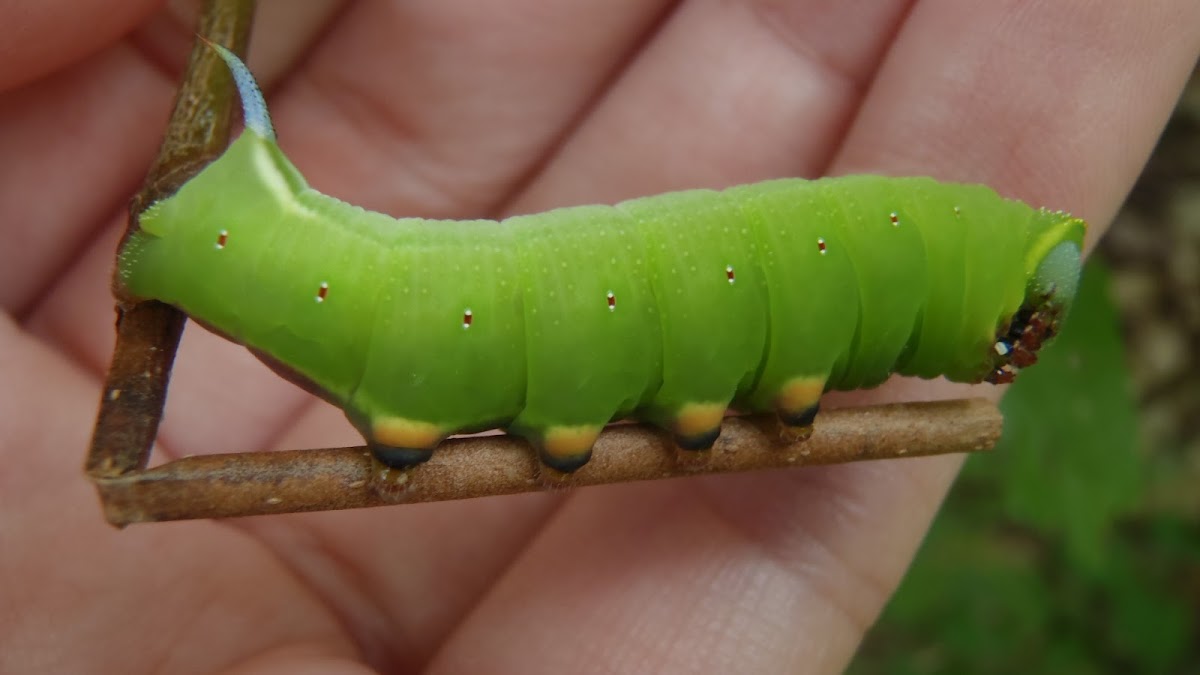Great Ash Sphinx Moth Caterpillar