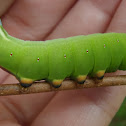Great Ash Sphinx Moth Caterpillar