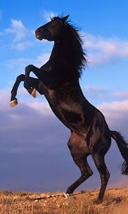 How to install Horses Background 1.1 apk for laptop