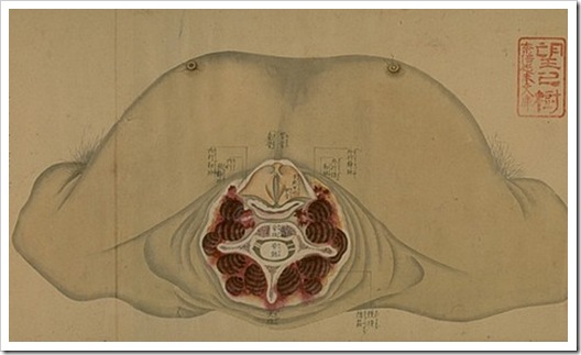 anatomical_scroll_5
