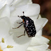 Common-dotted fruit chafer