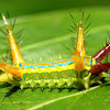 Wattle Cup Moth Caterpillar