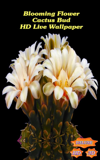 免費個人化App|Blooming Flower Cactus Buds|阿達玩APP