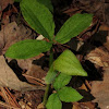 Jack in the pulpit