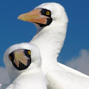 Nazca Booby