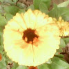 calendula