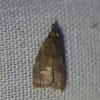 Spring Dead-leaf Roller Moth
