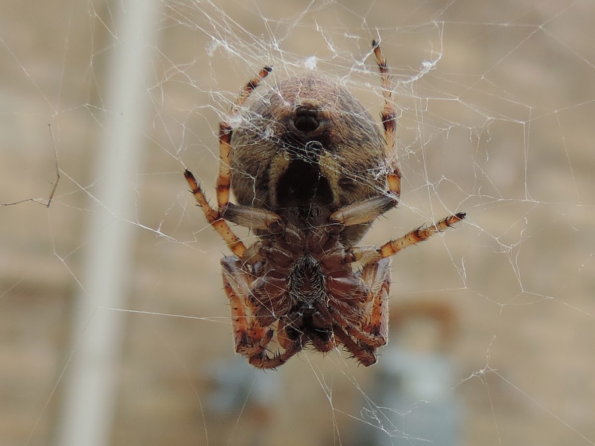 Furrow Orb Weaver Spider