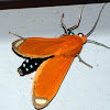 Orange and black Moth