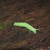 Great Ash Sphinx Caterpillar
