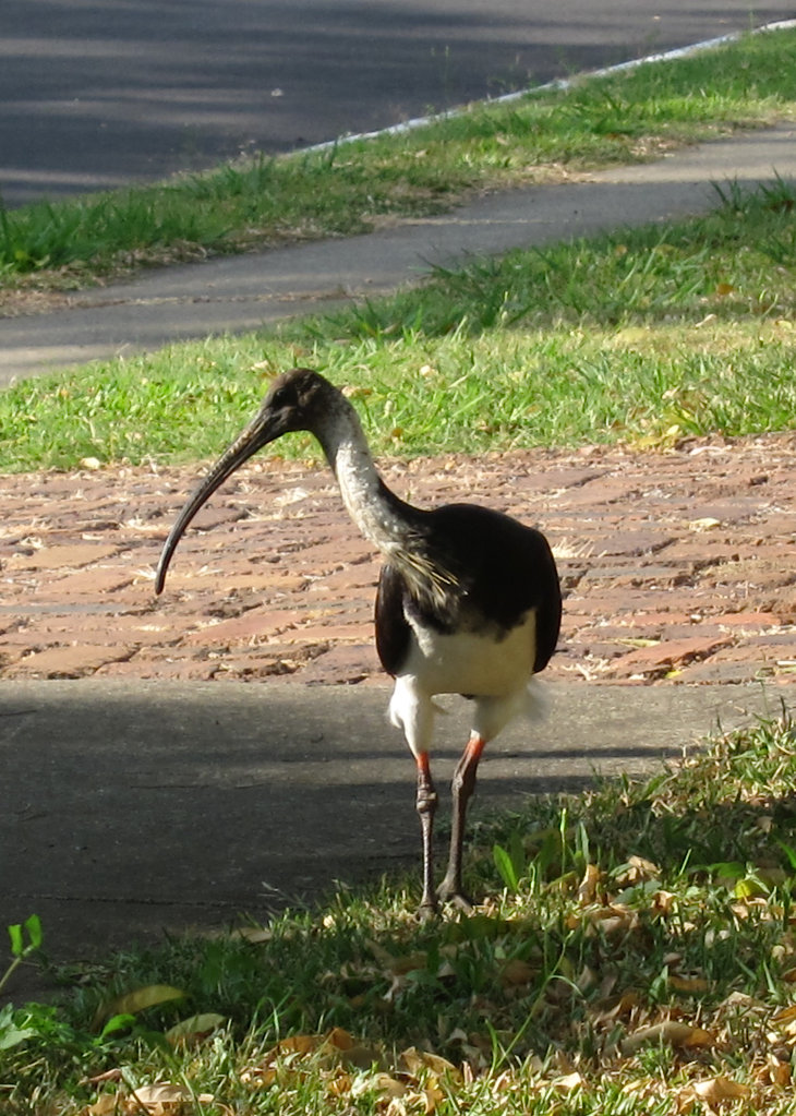 Straw-necked Ibis