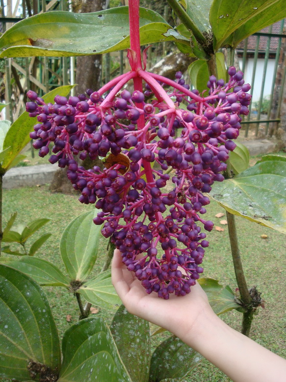 Medinilla magnifica