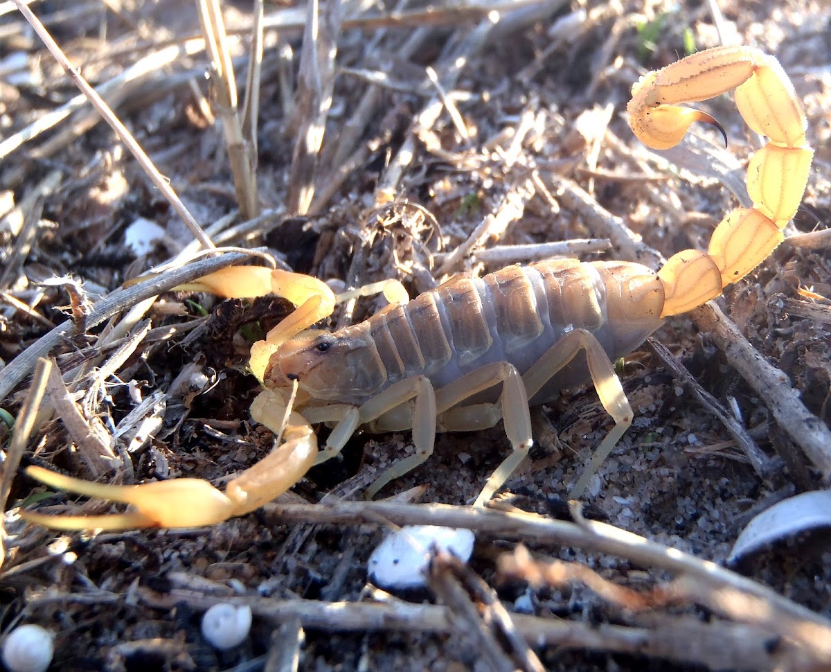 Alacrán común. Common scorpion