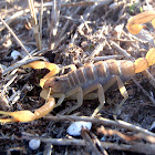 Alacrán común. Common scorpion