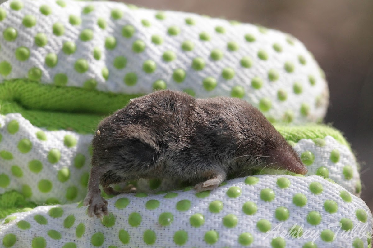 Least Shrew