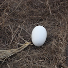 Albatross egg