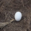 Albatross egg