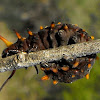 Pipevine Swallowtail (Larva)