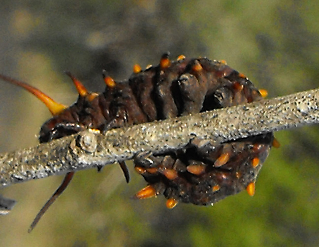 Pipevine Swallowtail (Larva)
