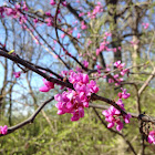 Oklahoma Redbud