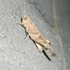 Pale grasshopper