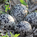 Beautiful Killdeer Eggs by Maureen McDonald -  