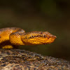 Malabar Pit Viper