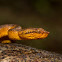 Malabar Pit Viper