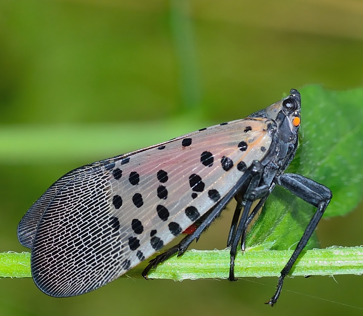 Lantern Fly (planthopper) and nymph