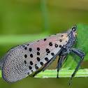 Lantern Fly (planthopper) and nymph