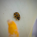 14-spotted Ladybird