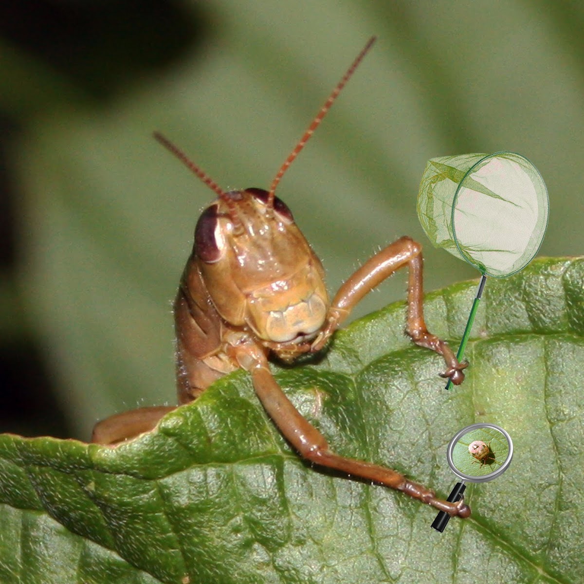 grasshopper  