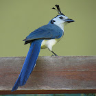 White-throated magpie jay