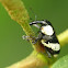 Black and White Weevil