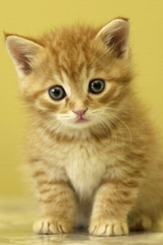 猫 画像 かわいい 無料 猫好きにはたまらない 超かわいい猫画像３０選