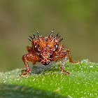 leaf-rolling weevil