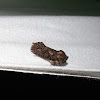 Tubeworm Moth