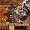 Bald Eagle, Juvenile