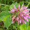 Red Clover