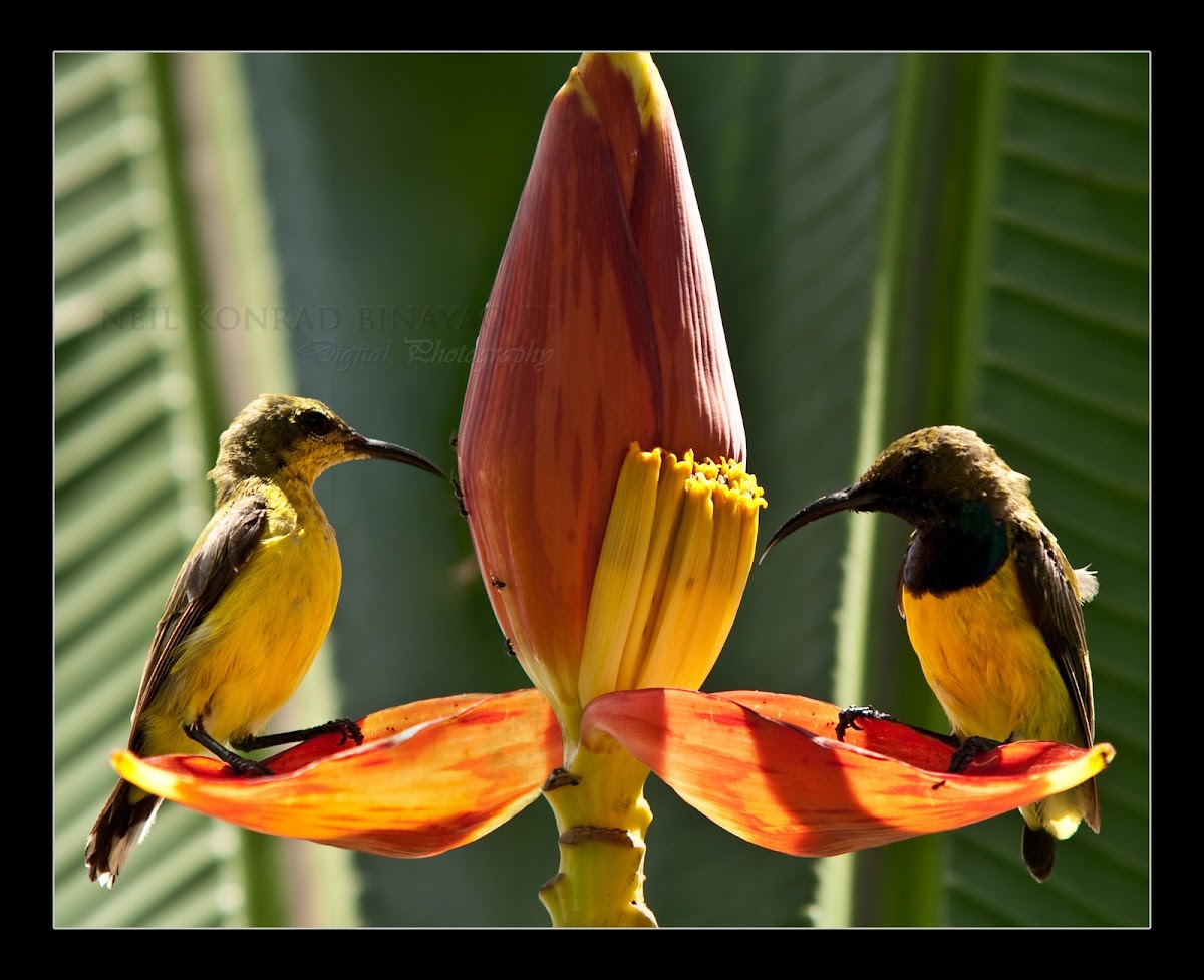 Olive-backed Sunbird