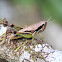 Beautiful Methiola Grasshopper