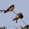 Common House Martin