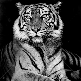 by Martin Marthadinata - Black & White Animals