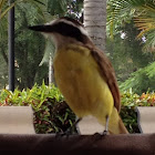 Great Kiskadee