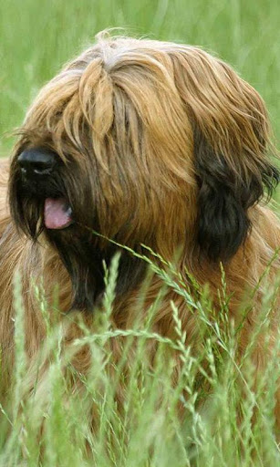 Briard Jigsaw Puzzle